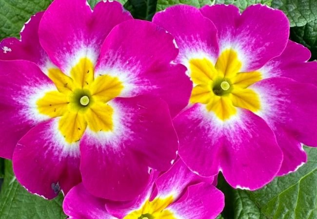 March Flowers : Top Blooms to Brighten Your Early Spring Garden