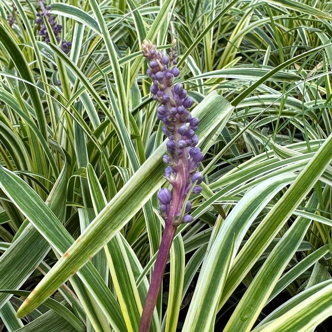 A vibrant plant featuring purple flowers and lush green leaves, showcasing the beauty of Mondo Grass in a natural setting.