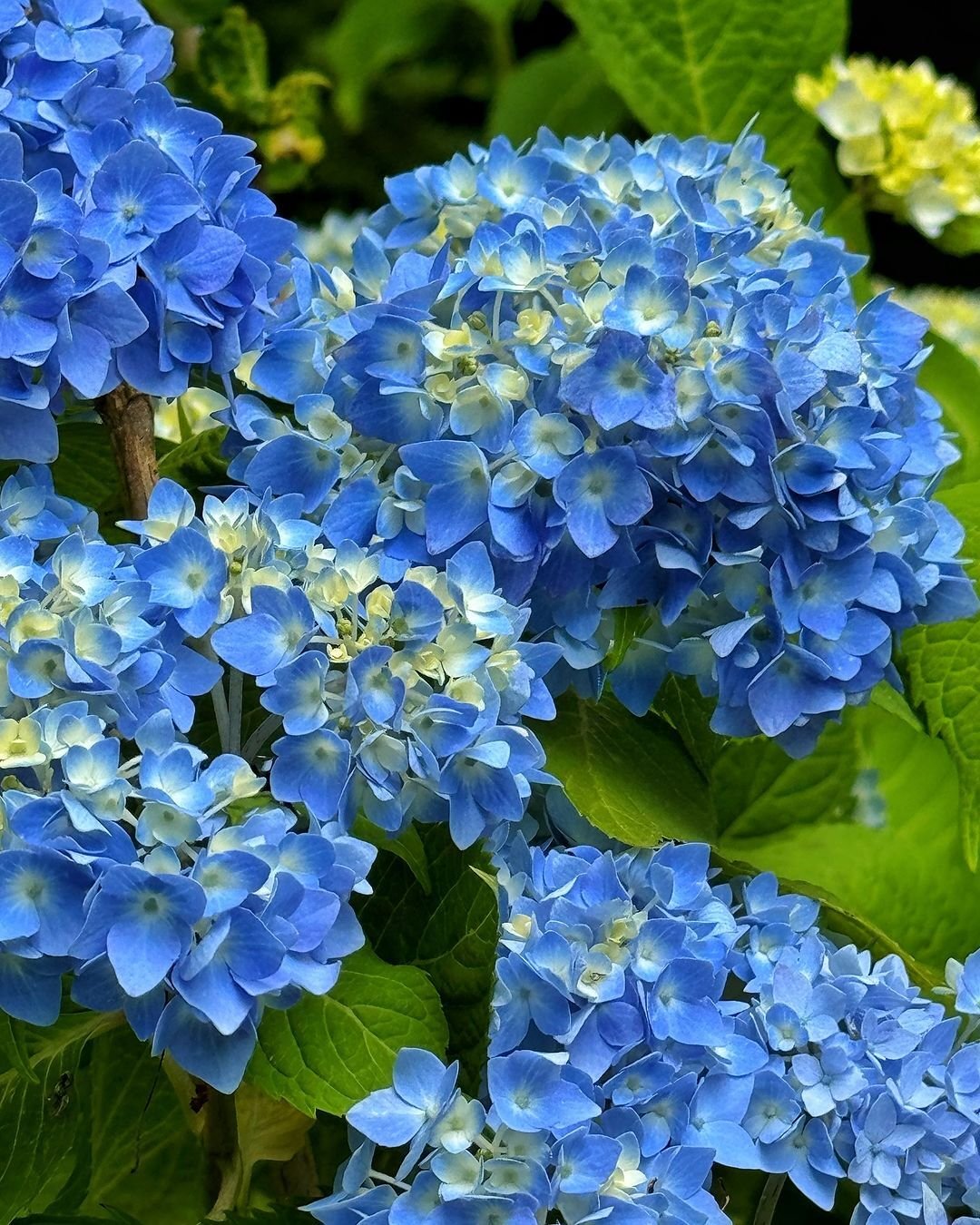 Hydrangeas are beautiful flowering shrubs known for their large, colorful blooms that can change color based on soil pH.