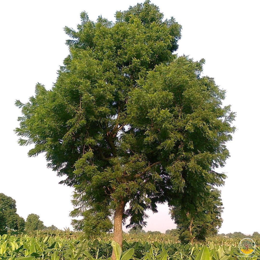 A large neem tree dominates the field, its vibrant green leaves creating a striking focal point in the scenery.