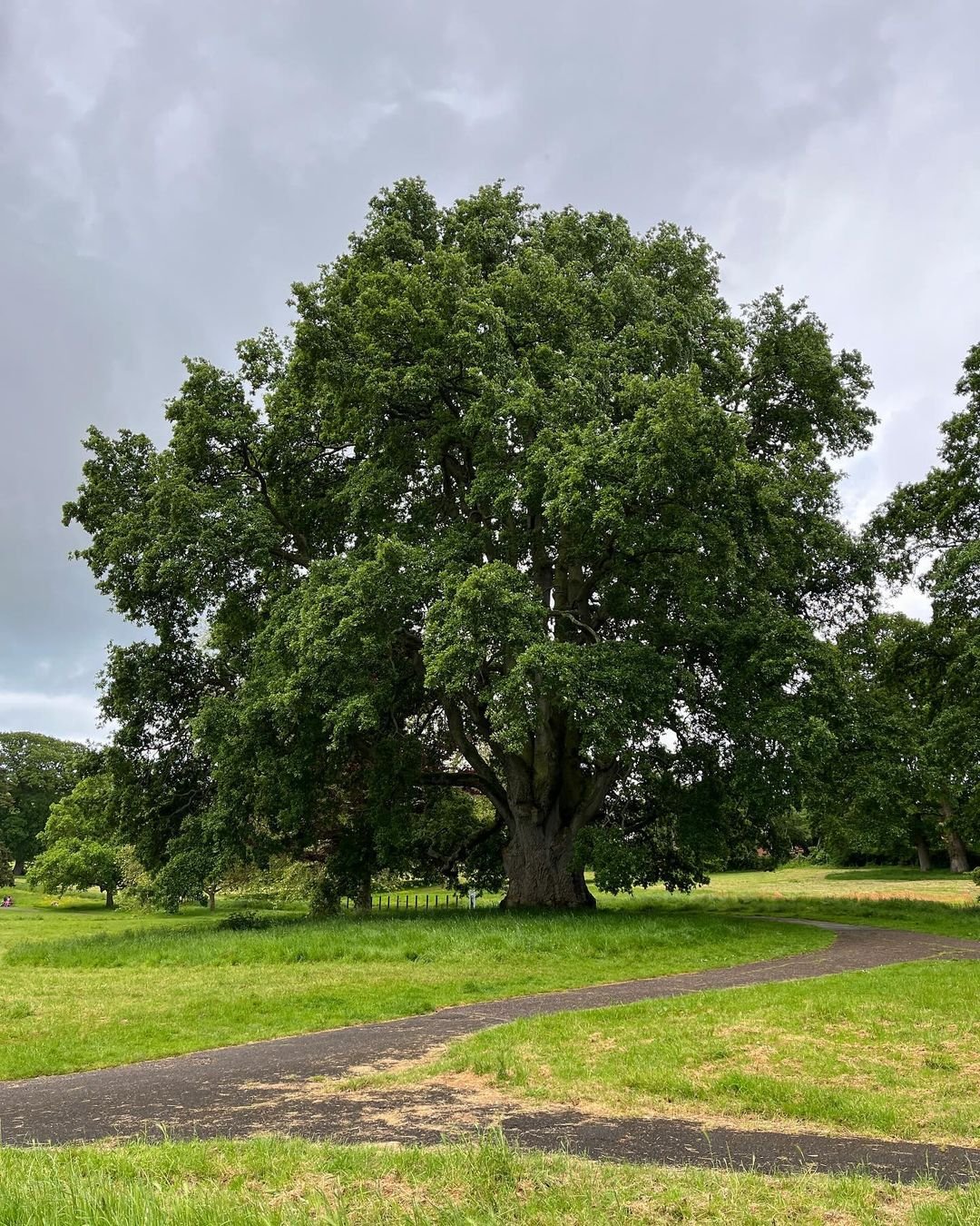 A large oak tree stands majestically in a park, with a winding pathway inviting visitors to explore its surroundings.
