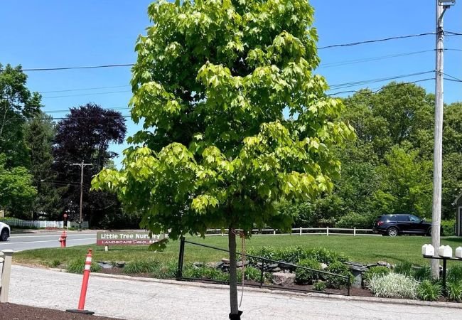 October Glory Maple Tree : Growing and Caring for Your Stunning Fall Foliage