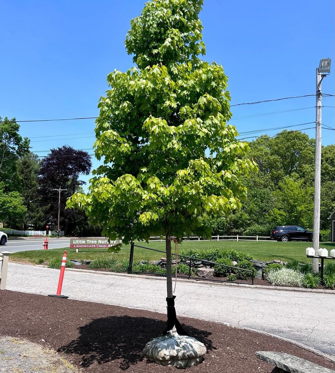 A vibrant October Glory Maple tree showcasing a large, lush green leaf against a clear sky backdrop.