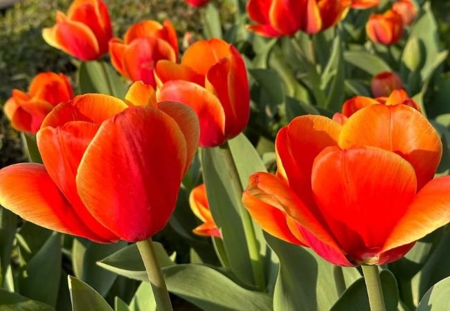 Orange Tulips : Planting and Caring for These Vibrant Spring Blooms