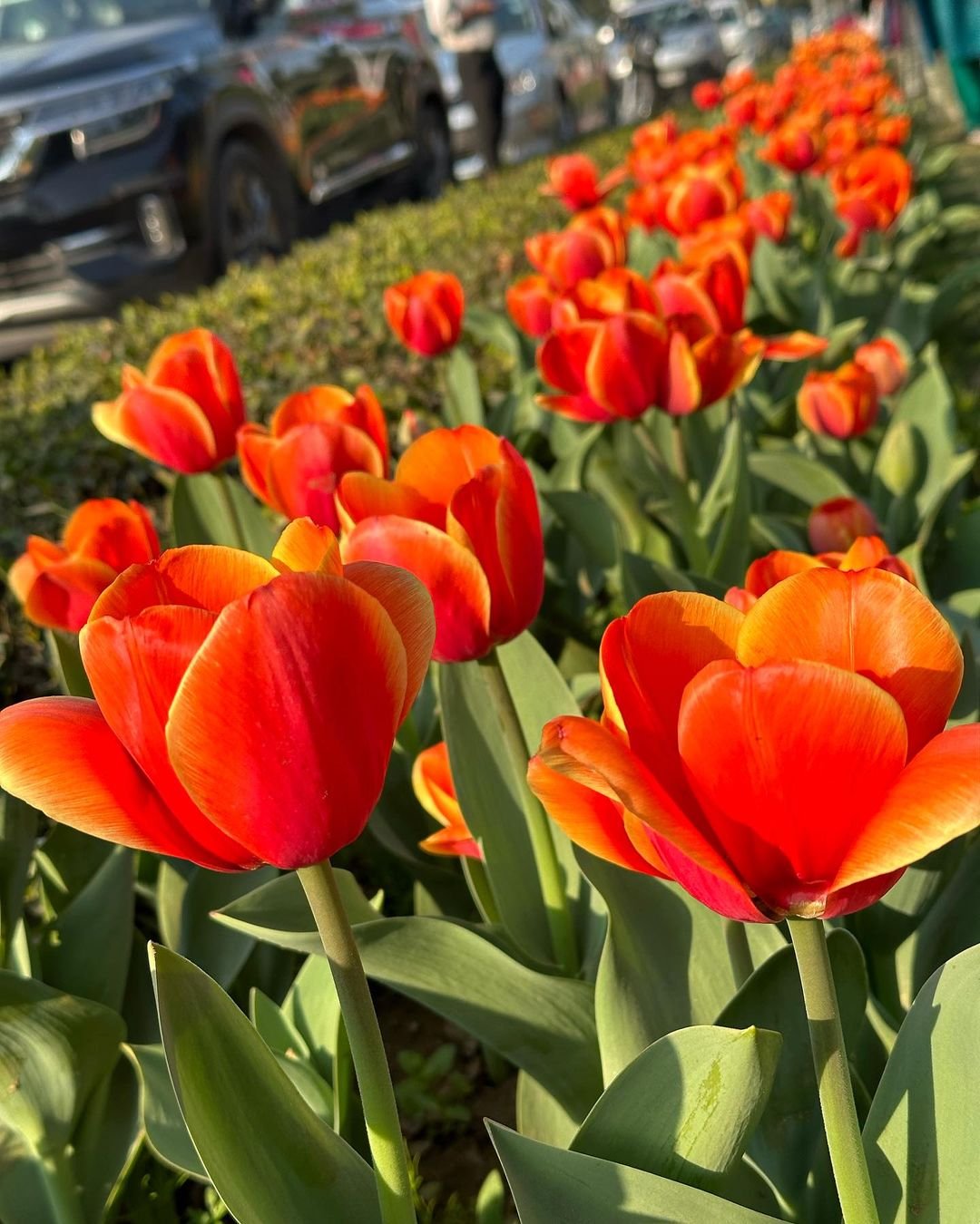 A vibrant row of orange tulips blooming in front of a parked car, showcasing their bright colors against the backdrop.
