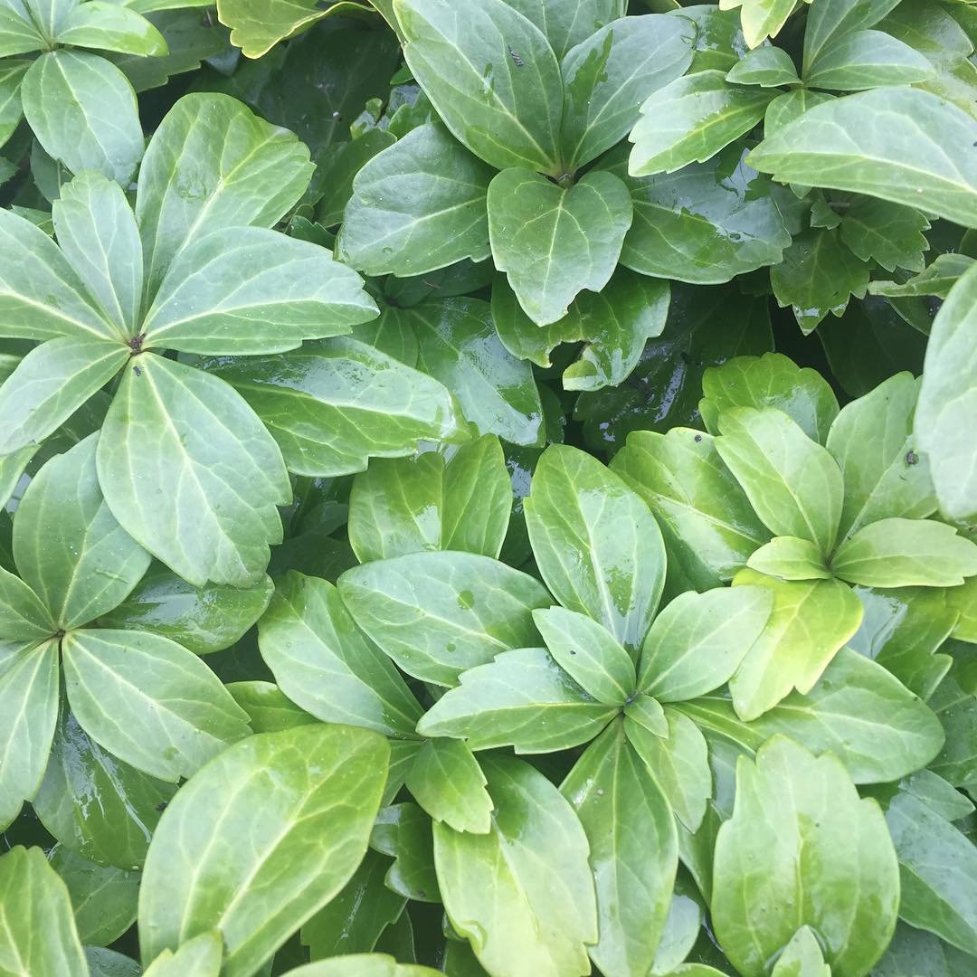 A close-up view of a Pachysandra bush showcasing vibrant green leaves in a lush, natural setting.