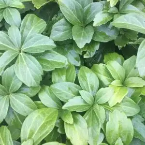 Detailed close-up of Pachysandra foliage, highlighting the rich green leaves of the bush in a serene environment.
