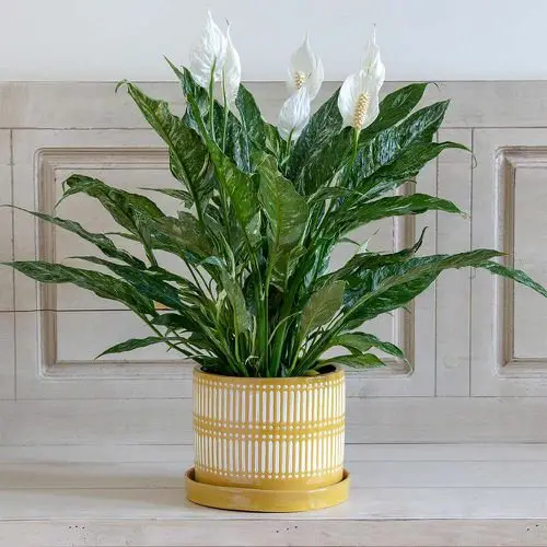 A potted Peace Lily plant with yellow and white flowers on wooden table.