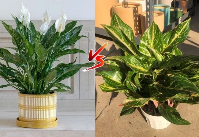 Peace Lily vs. Chinese Evergreen : Key Differences and Choosing the Right Plant