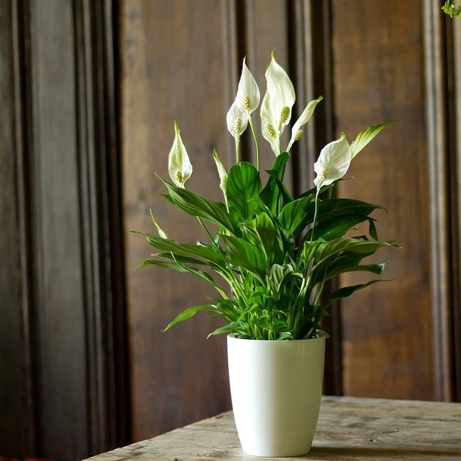 A white vase containing a Peace Lily with lush green leaves, elegantly placed on a wooden table.