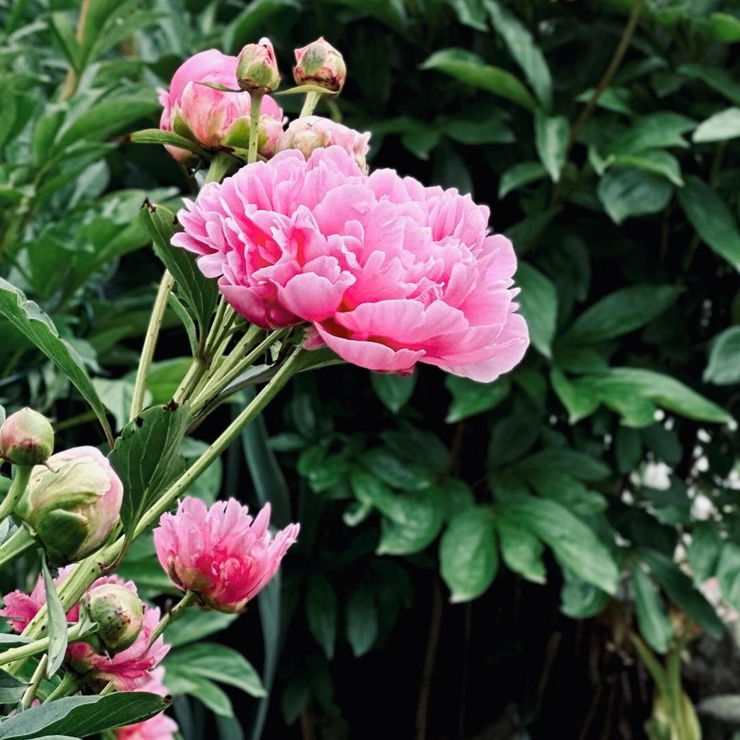 A vibrant display of pink peonies blooming in a lush garden, showcasing their delicate petals and rich green foliage.