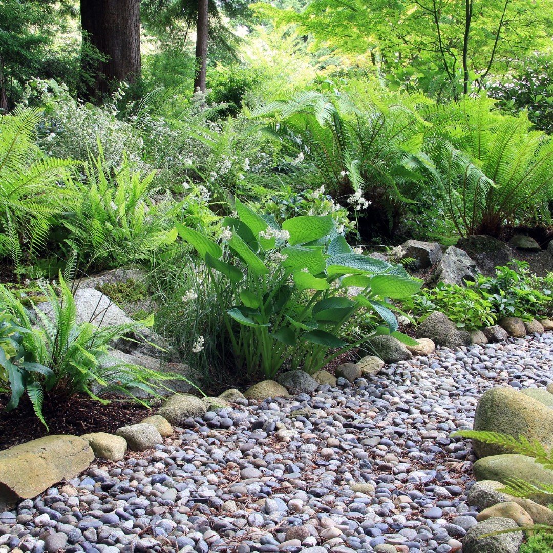 A serene garden featuring rocks and lush perennials, including ferns, designed for a shaded slope.