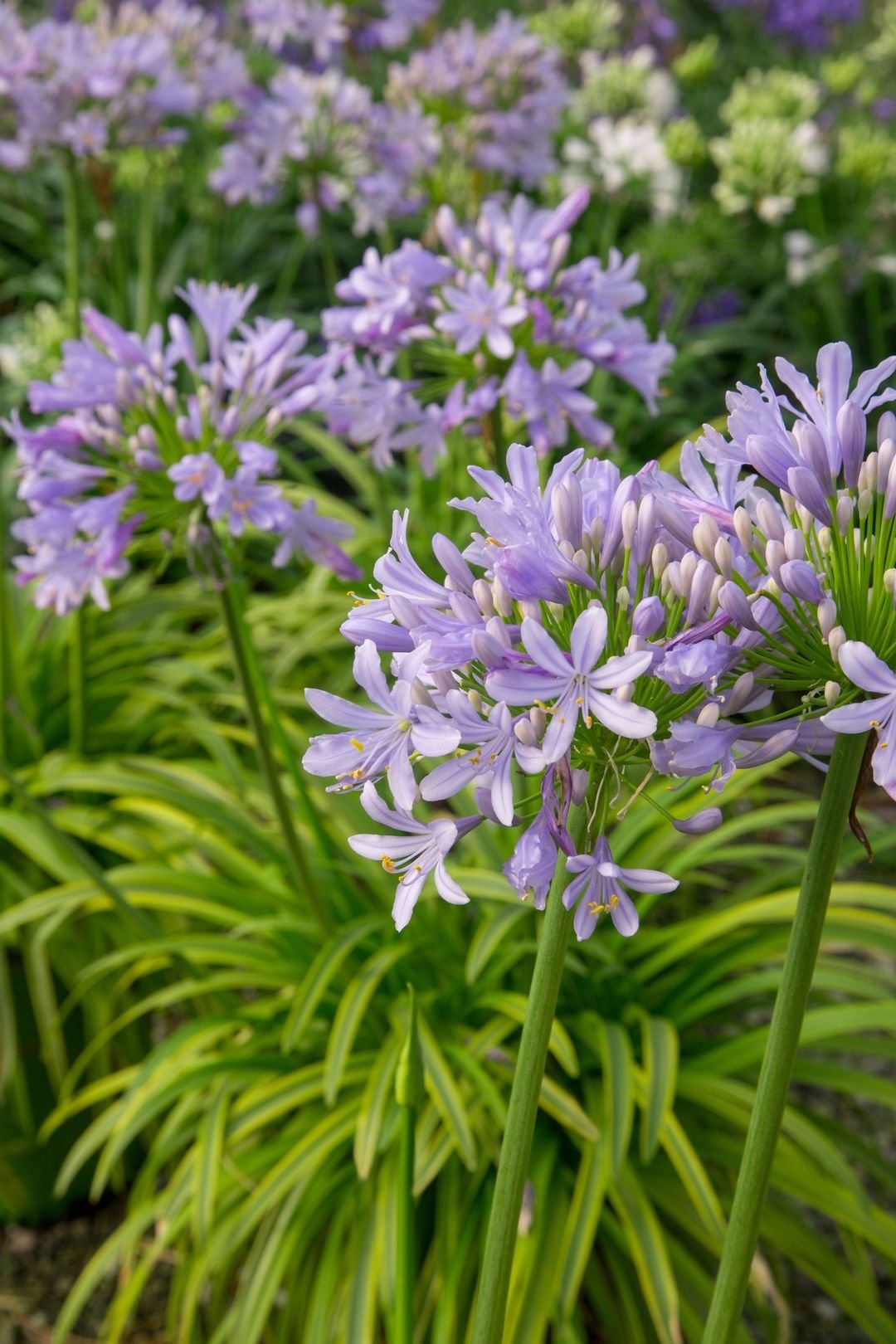 A stunning display of purple flowers, identified as Peter Pan's Neverland Lily, flourishing in a serene garden environment.
