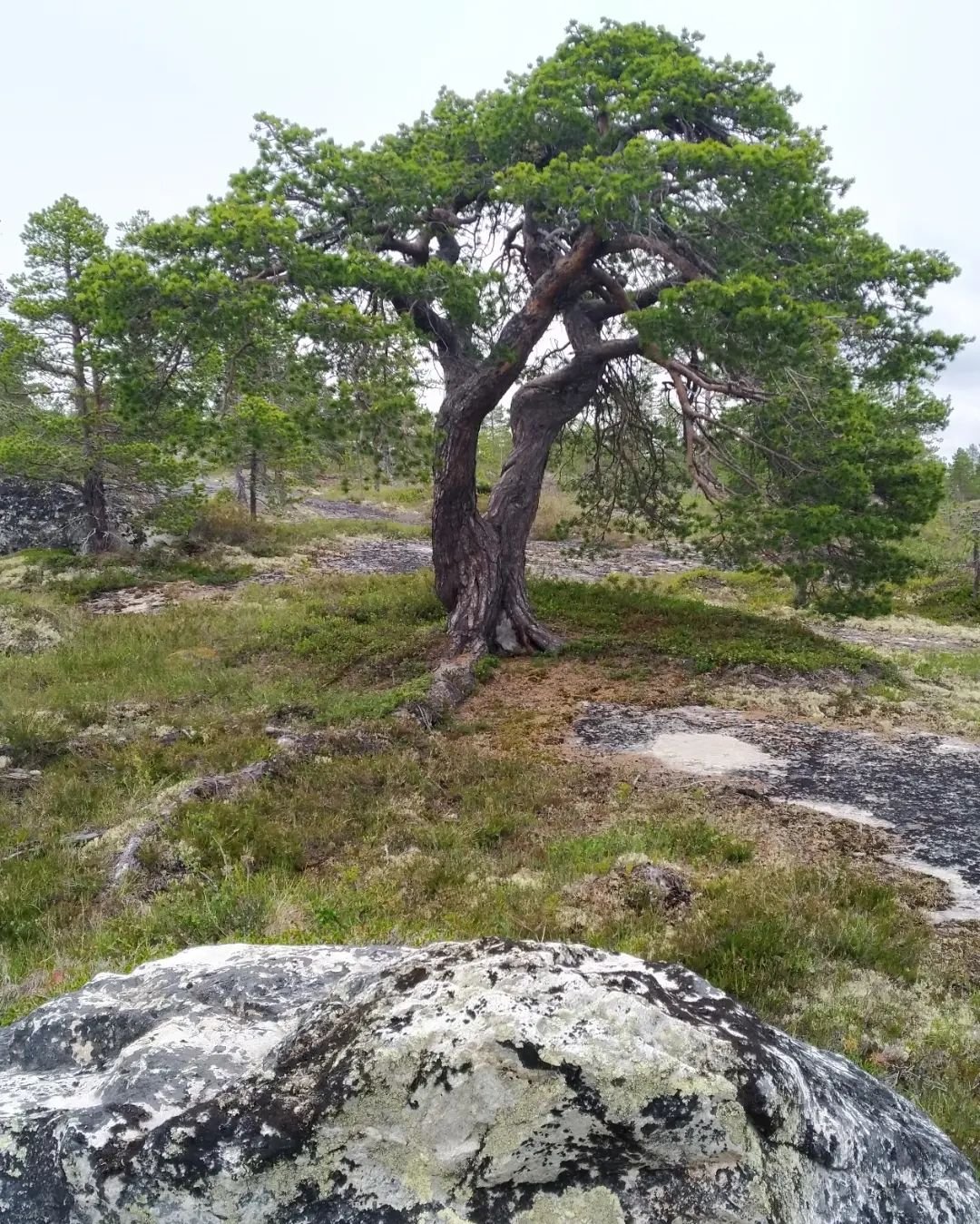 A resilient pine tree stands tall on a rocky hillside, showcasing nature's strength and beauty in a rugged landscape.