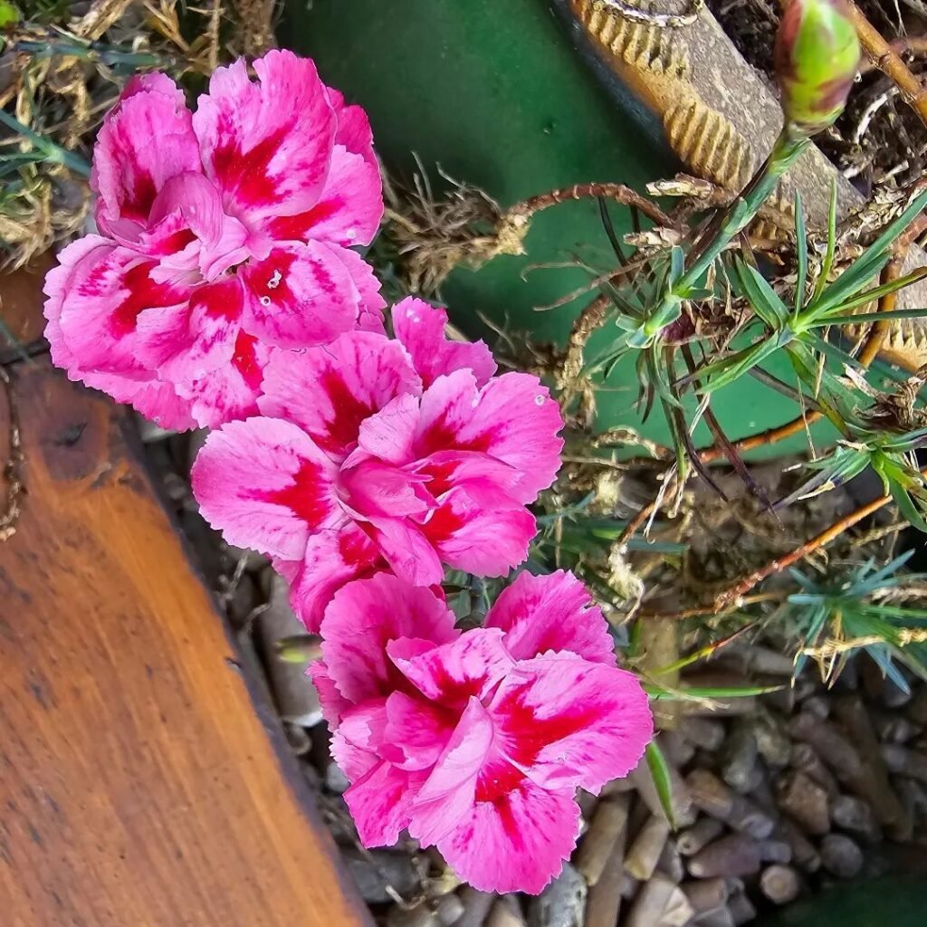 Carnations are versatile flowers known for their frilled, long-lasting blooms and rich fragrance, making them a popular choice for bouquets and floral arrangements.