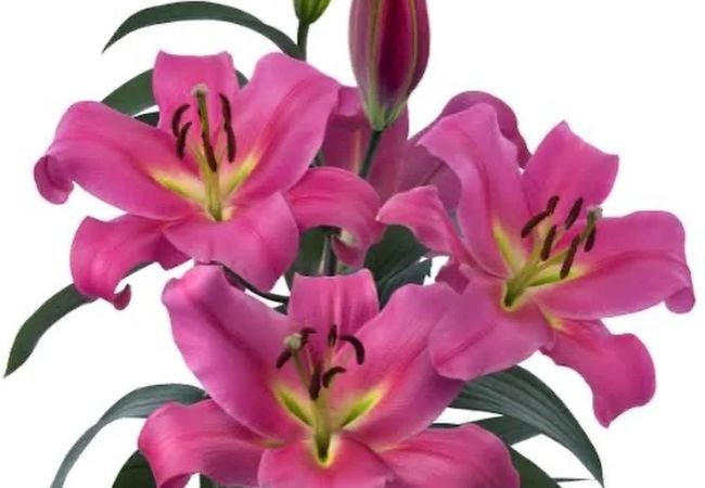 Pink Lilies : A Complete Guide to Growing and Caring for These Elegant Blooms