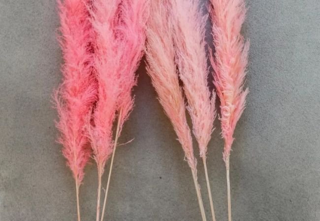 Pink Pampas Grass : Growing and Caring for This Ornamental Beauty