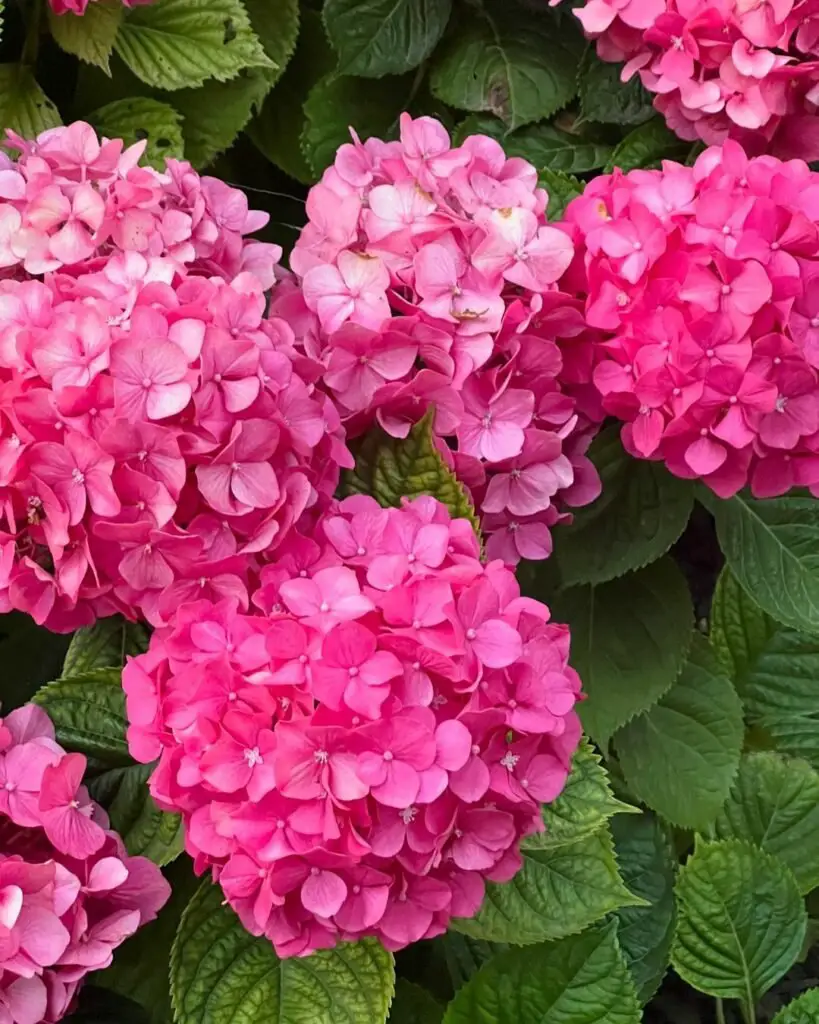 Hydrangeas are vibrant, globe-shaped flowers with a range of colors that transform based on soil pH, adding a touch of elegance to any garden.