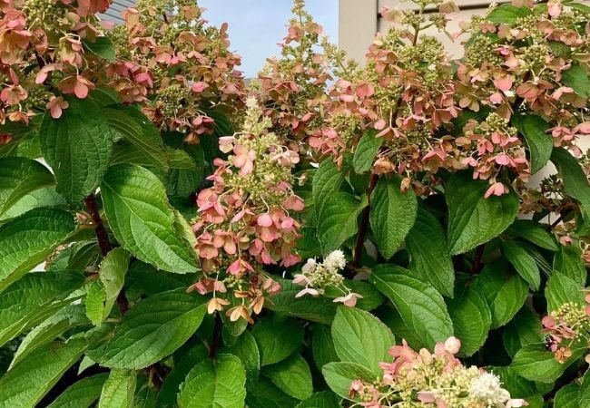 Pinky Winky Hydrangea : A Complete Guide to Growing and Caring for This Unique Bloom