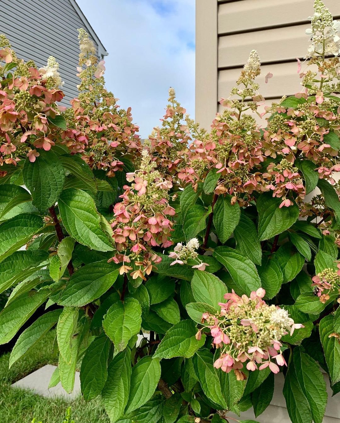 A bush of Pinky Winky Hydrangea adorned with pink flowers, positioned gracefully in front of a lovely house.
