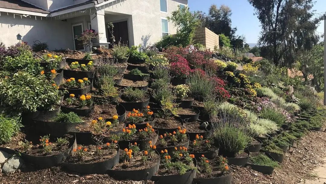  A hillside adorned with numerous potted plants, showcasing a vibrant display of greenery and natural beauty.