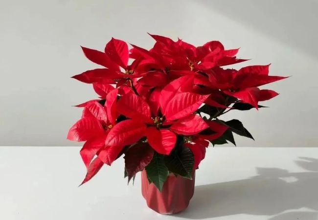 Poinsettia Colors : Exploring the Vibrant Varieties of This Festive Plant