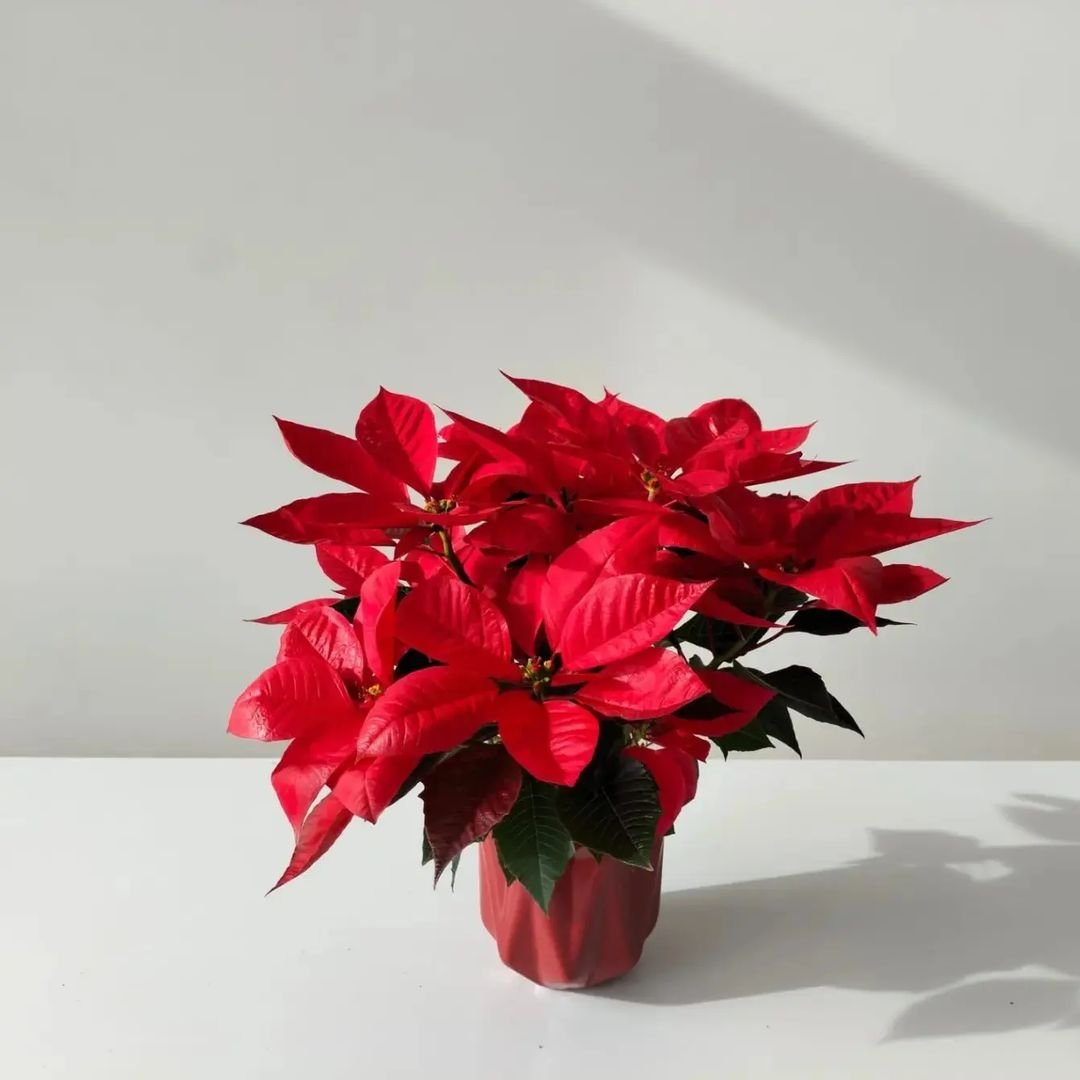 Vibrant red poinsettia displayed in vase on white table.