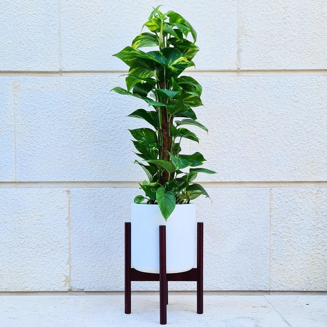 A Pothos potted plant on a stand in front of a wall.