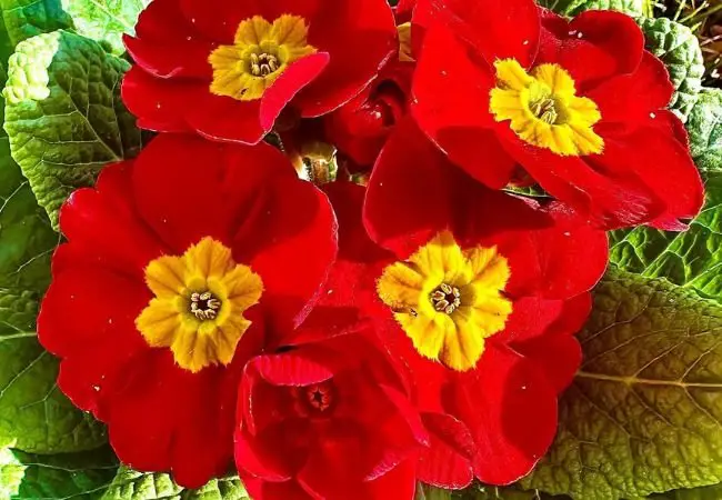 Primrose Flower Meaning : Symbolism and Cultural Significance (2024 Guide)