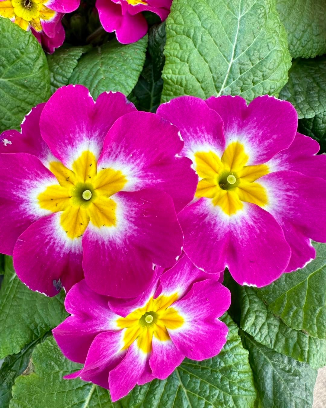 A close-up view of vibrant purple primrose flowers featuring striking yellow centers, showcasing their delicate beauty.