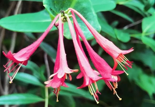 Purple Honeysuckle : Growing and Caring for This Beautiful Climbing Plant