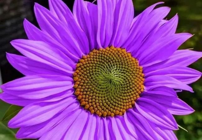 Purple Sunflowers : Growing These Unique and Striking Blooms