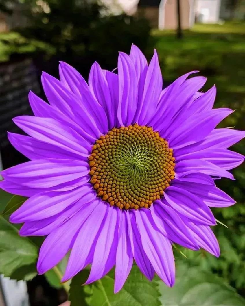  A vibrant purple sunflower featuring a striking yellow center, beautifully displayed in the image's center.
