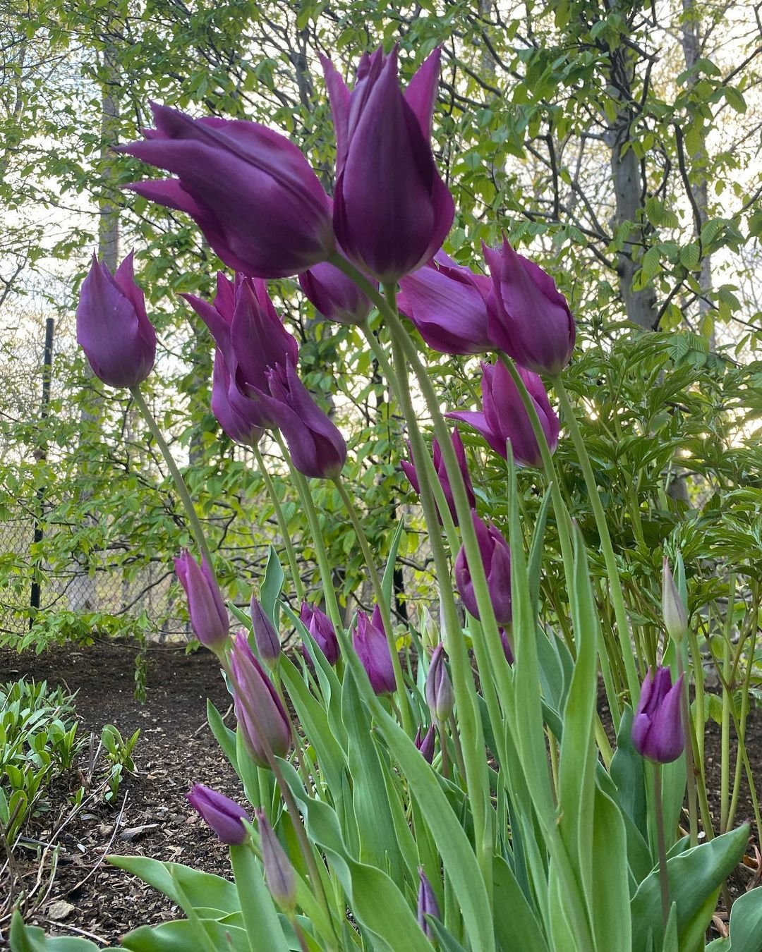 A vibrant group of purple tulips blooming beautifully in a well-maintained garden setting.