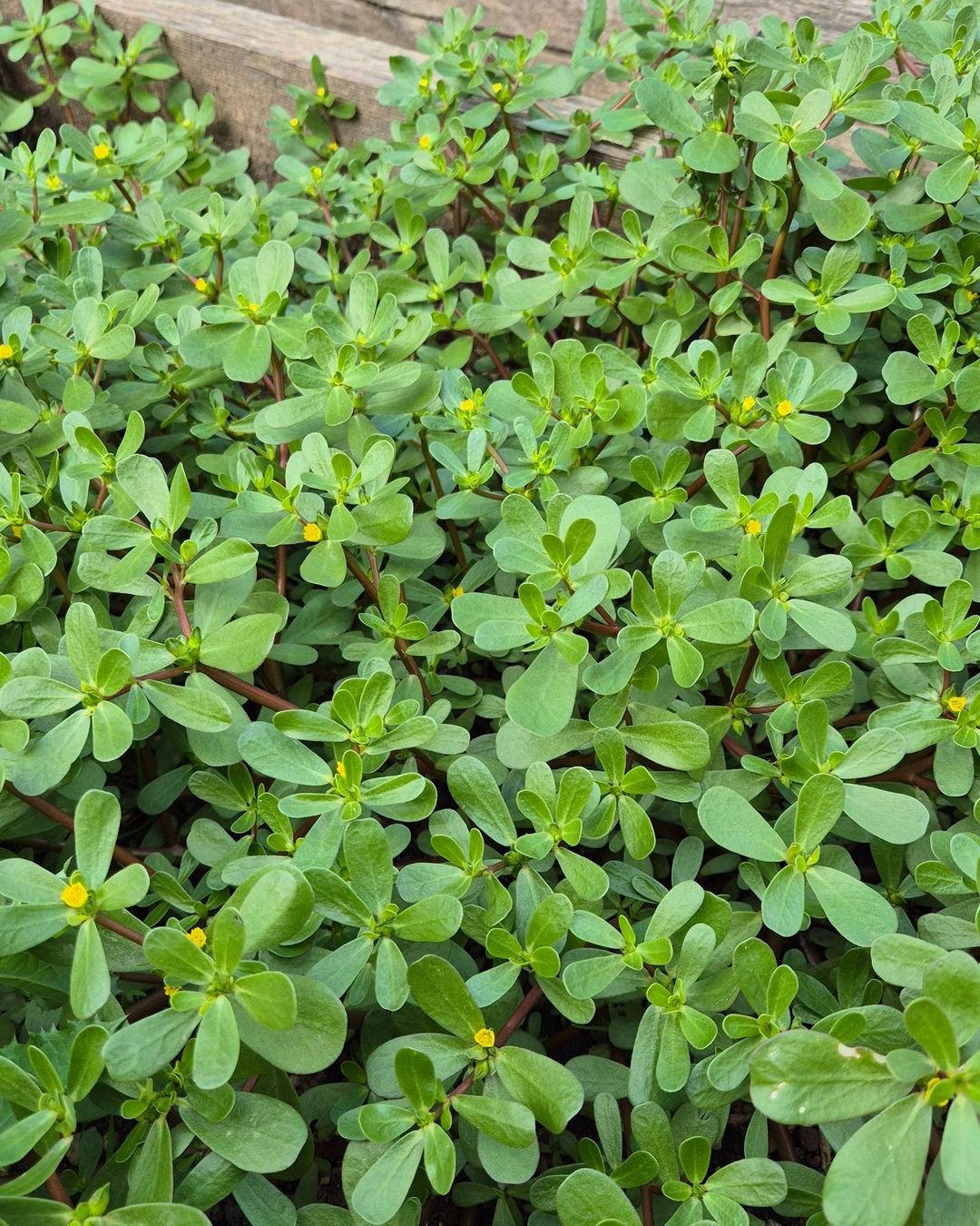  A vibrant purslane plant featuring lush green leaves and bright yellow flowers, showcasing its natural beauty.