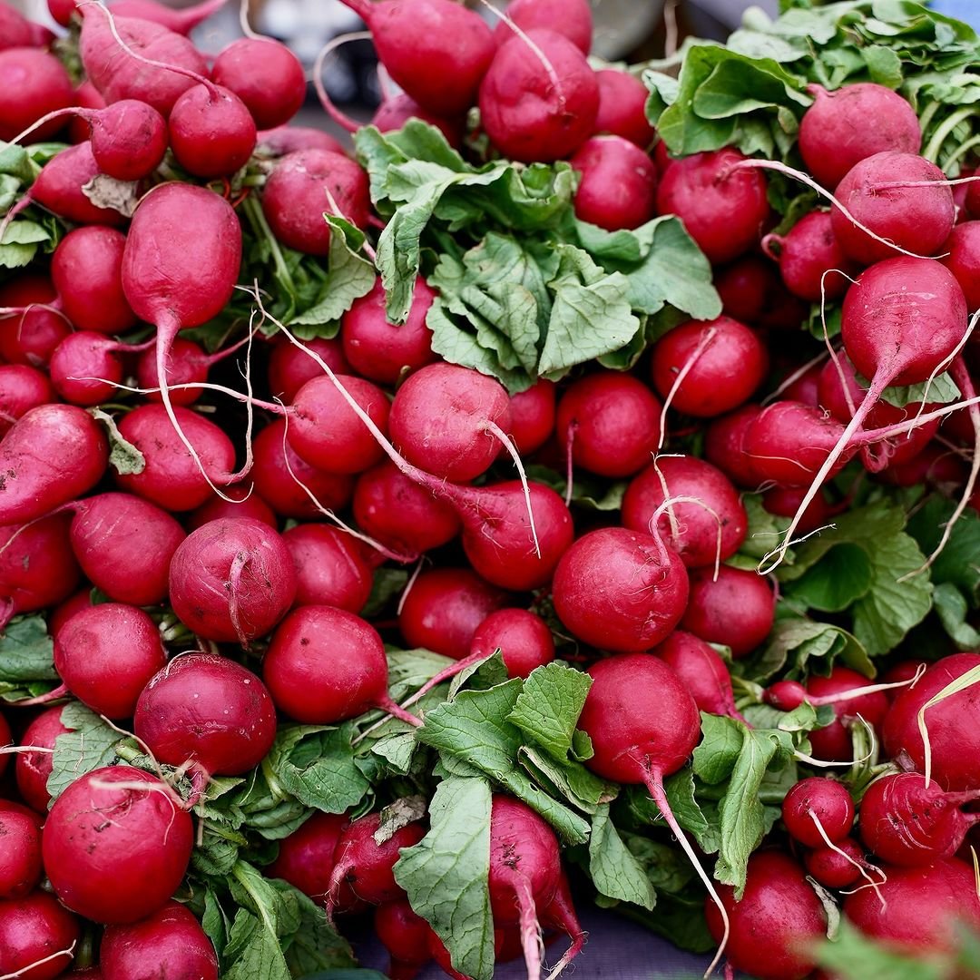 Fresh radishes in a bunch, vibrant red skin with green leaves, isolated on white background.