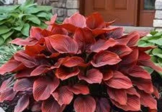 Red Hosta Plants : Growing and Caring for These Vibrant Varieties