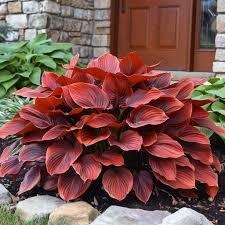  A vibrant red hosta plant positioned in front of a charming house, showcasing its striking foliage against the backdrop.