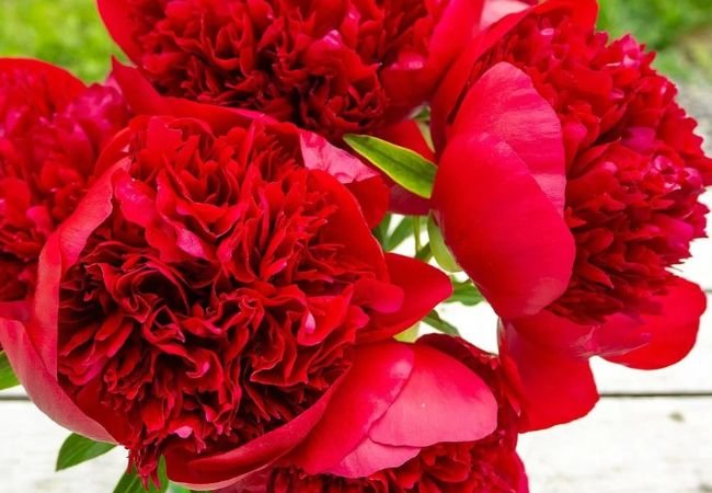 Red Peonies : Growing and Caring for These Bold Blooms