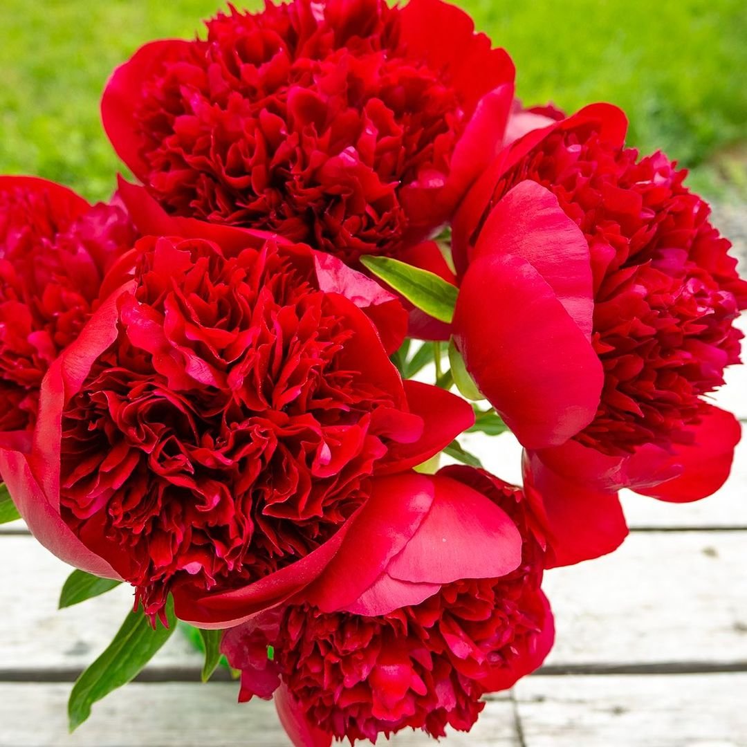 A vase filled with vibrant red peonies elegantly placed on a wooden table, showcasing their beauty and color.