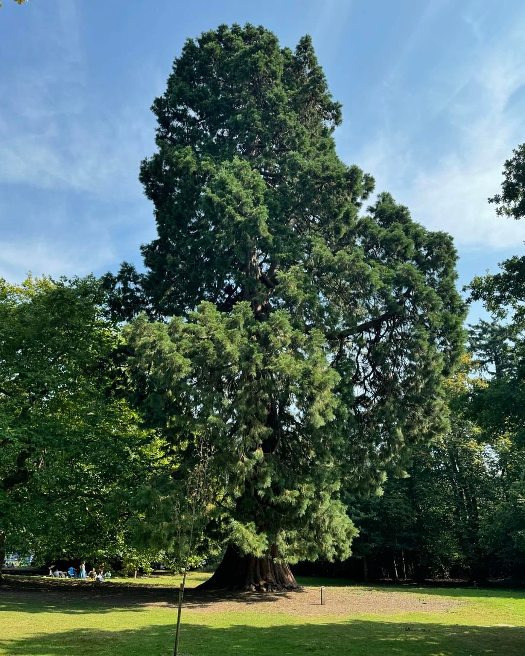 A majestic Redwood tree stands tall in a park, accompanied by a serene bench for visitors to enjoy the natural beauty.