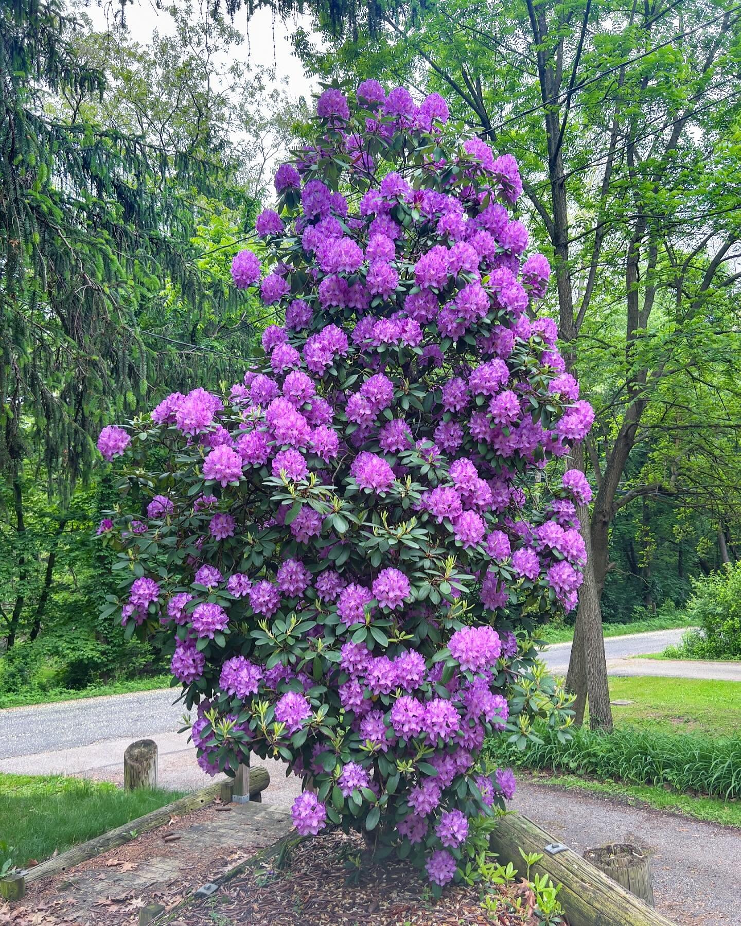 Vibrant pink rhododendron flowers blooming in a garden.