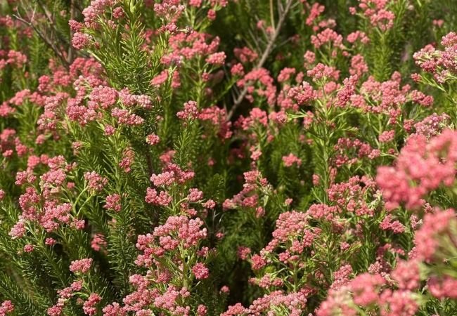 Rice Flowers : Growing and Caring for This Delicate Bloom