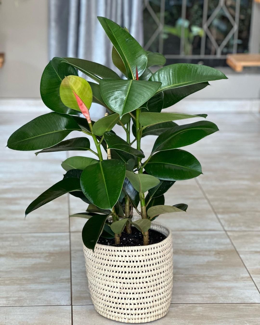 A Rubber Plant with lush green leaves displayed in a pot, positioned on a tiled floor, showcasing its vibrant foliage.