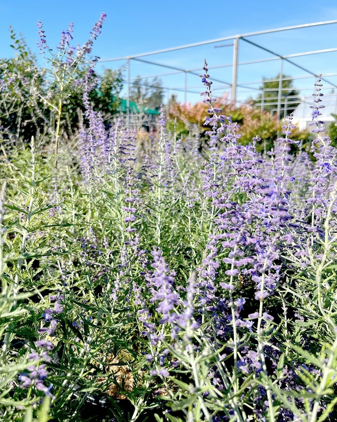 A vibrant field of purple Russian Sage flowers blooming beautifully in a well-maintained garden setting.
