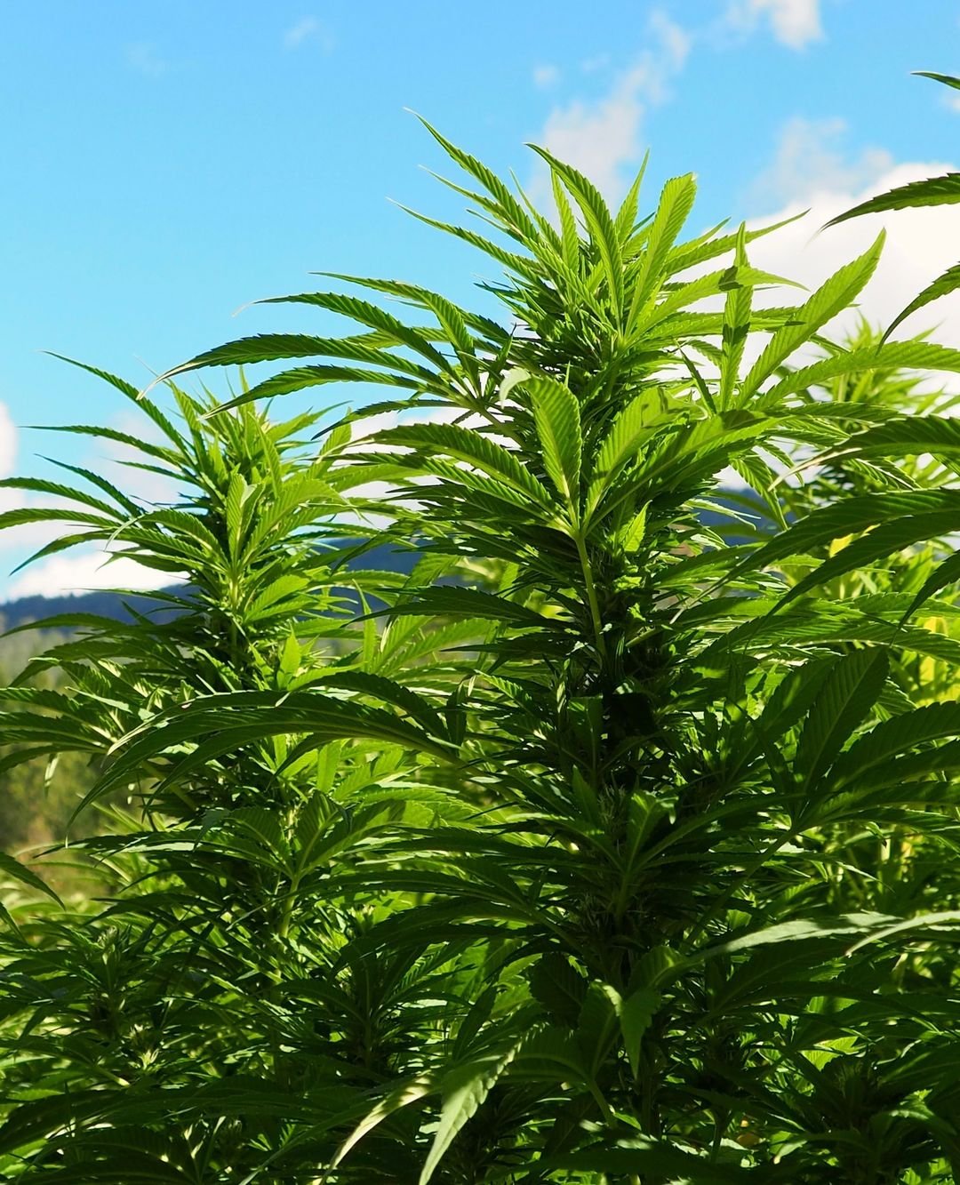  A close up of a Sativa marijuana plant.