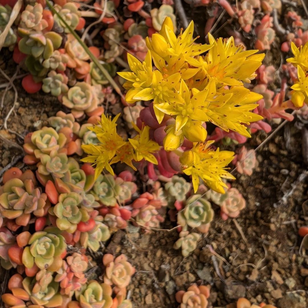  A bright yellow Sedum flower stands out as it blooms in the midst of a sprawling green field, symbolizing nature's splendor.