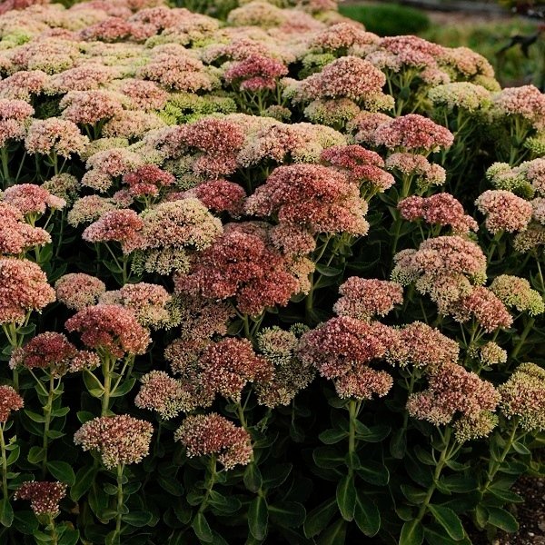 A vibrant bush of Sedum 'Autumn Joy' featuring pink and green flowers flourishing in a well-kept garden setting.
