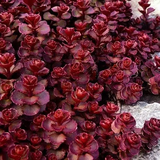 A vibrant Dragon's Blood Sedum plant with striking red flowers flourishing in a well-maintained garden setting.
