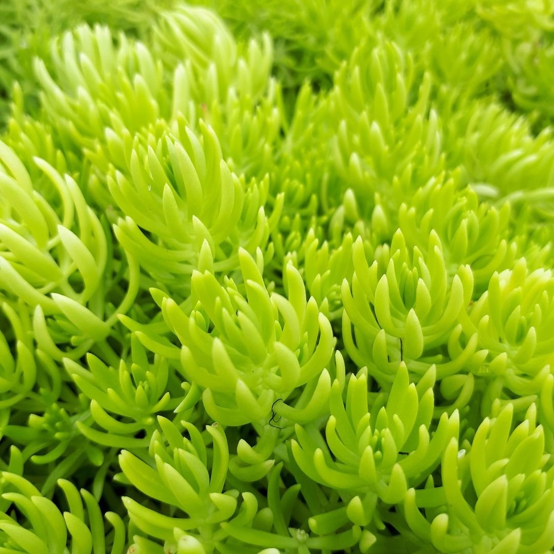 A close-up view of a vibrant green Sedum plant, showcasing its fleshy leaves and intricate textures.
